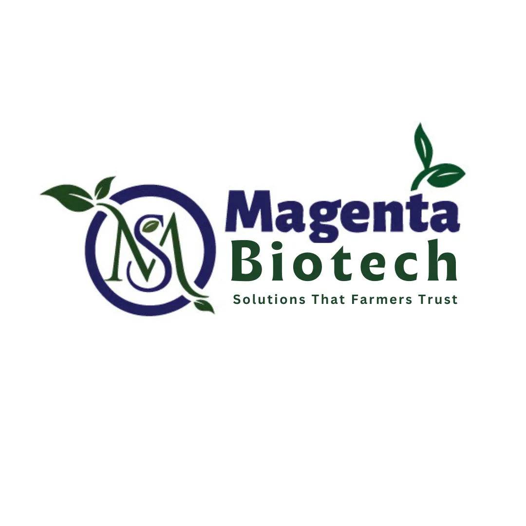 Magenta Seeds